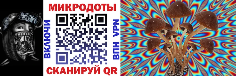 закладка  Аша  Галлюциногенные грибы Cubensis 